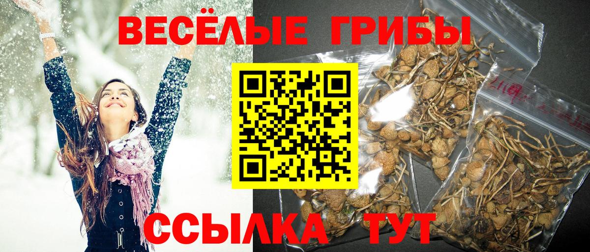Реутов  Галлюциногенные грибы Cubensis  Псилоцибиновые грибы Cubensis  Вход с VPN 